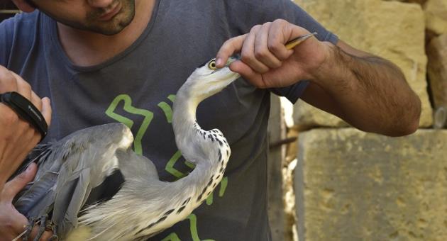 The injured Grey Heron retrieved from Zejtun being examined by BirdLife Malta Conservation Coordinator Nick Piludu (Photo by Ole Larssen) 