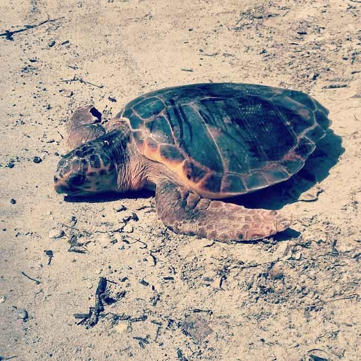 Two turtles released into the sea after months of rehabilitation - The ...