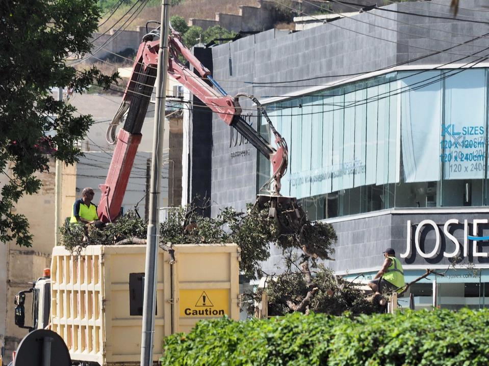 ?Protected’ Ballut trees cut down in Lija to make way for road works - The Malta Independent