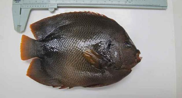 Fish species alien to Mediterranean picked up in Maltese waters - The ...