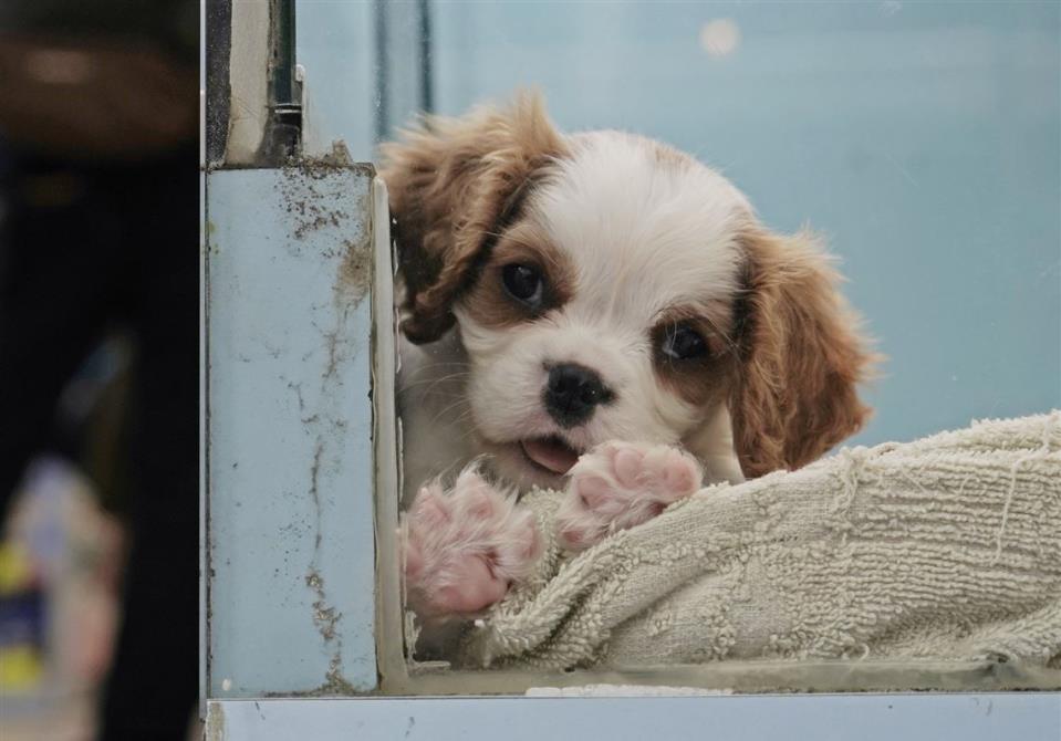 Dogs Cats Can T Pass On Coronavirus But Can Test Positive The Malta Independent
