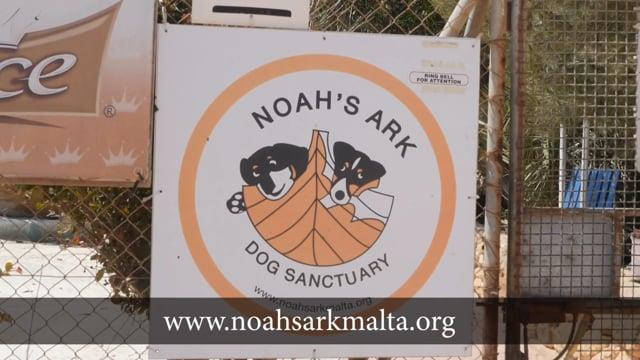 Number Of Stray Dogs Might Increase As Country Goes Back To Normality Noah S Ark Sanctuary The Malta Independent