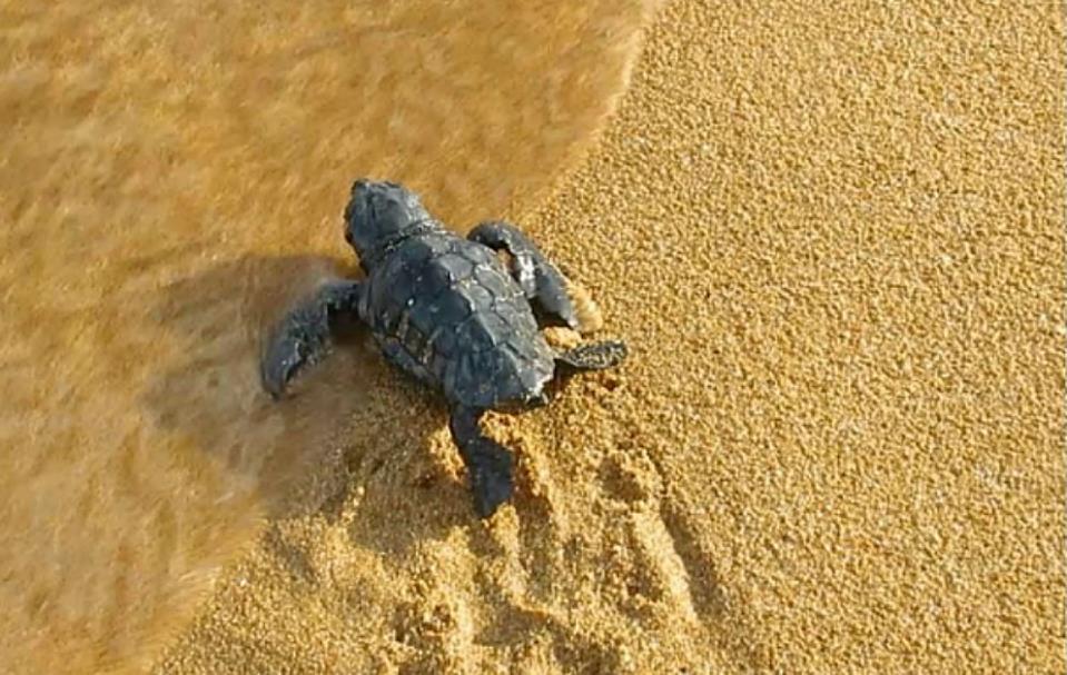 57 turtle eggs hatch at previously undiscovered nest in Ramla Bay - The Malta Independent