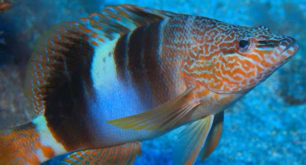 Serranus papilionaceus