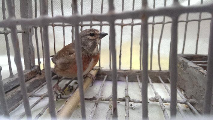 Malta’s derogation allowing live capture of finches breaches Birds Directive – EU Court of Justice - The Malta Independent