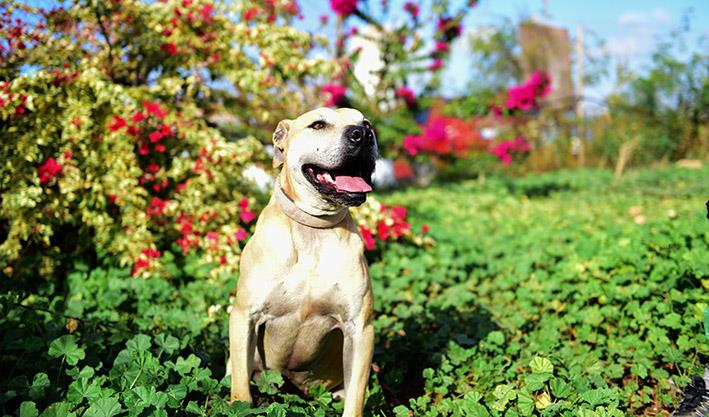Noah S Ark Launches Fundraiser To Refurbish Dog Sanctuary The Malta Independent