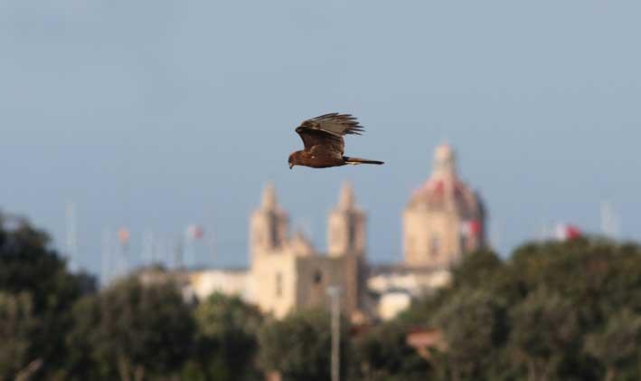 A Marsh Harrier at the Airport. Photo by Aron Tanti