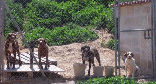 Dog Shelters Chock Full As New Adoptees Choose To Go For Puppies Over Older Larger Dogs The Malta Independent
