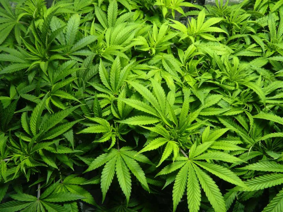 Government in dialogue with International Narcotics Control Board on non-medical cannabis laws - The Malta Independent