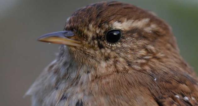 Northern Wren, T. troglodytes, Bumistur in Maltese.Photos: Benjamin Metzger