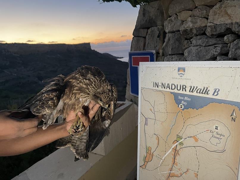 Prime Minister failed hunting plan or just doesn’t care – BirdLife