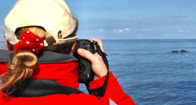 AdrianaVella photographing local bottlenose dolphins