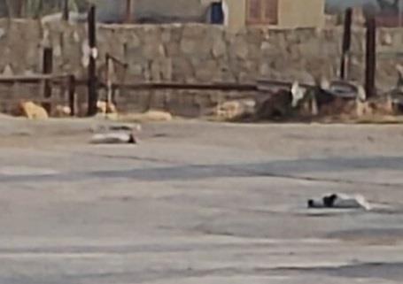 Man accused of shooting two dogs dead granted bail - The Malta Independent