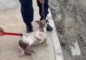 Whoever loves animals cannot accept cruelty - PN - The Malta Independent