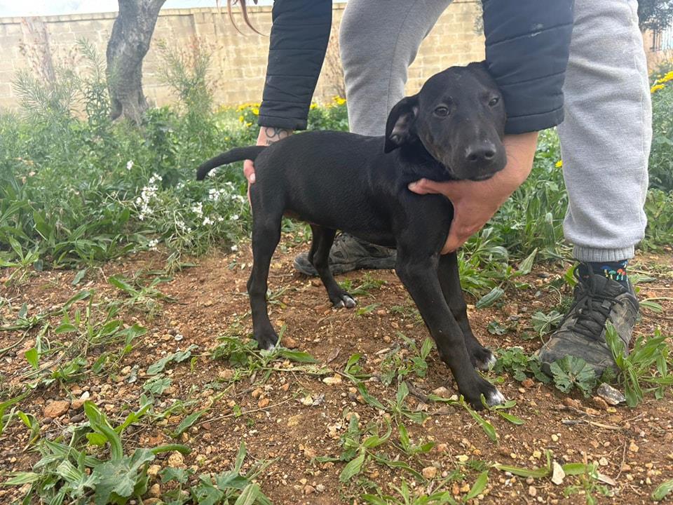 ‘A dog is for life,’ animal sanctuary manager says as bigger dogs are not adopted