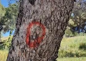 PN local councillor concerned over the appearance of red circles on trees at Jubilee Grove - Vimarsana News