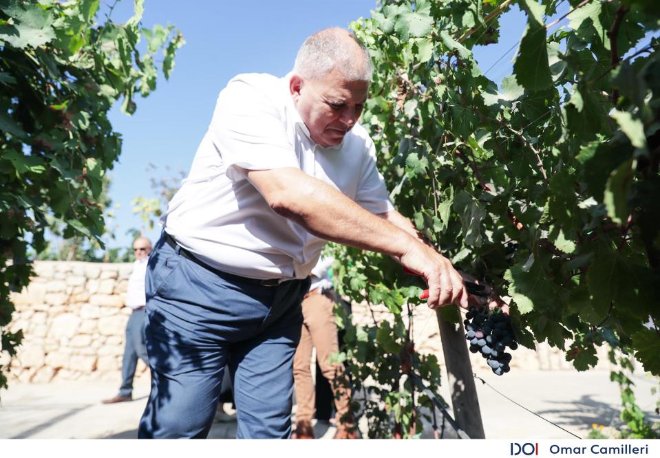Season for grape harvesting for the production of wine has opened - The Malta Independent