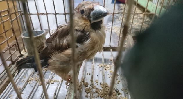Hawfinch in a cage - BirdLife Malta