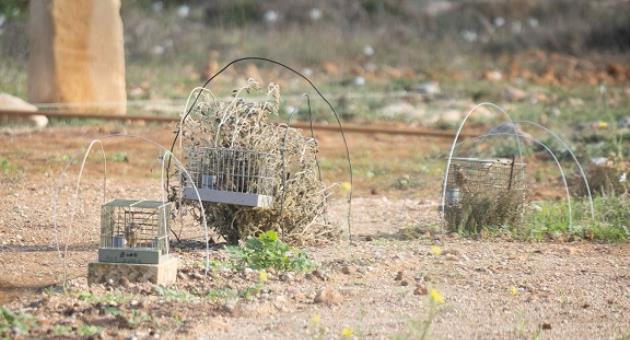 Finches in cages on a trapping site by Luca Eberle_BirdLife Malta