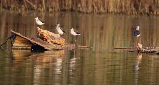 Black-winged Stilt family - mother and three young - Ghadira_Alex Casha