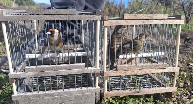 Photo: Committee Against Bird Slaughter