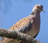 Photo: BirdLife