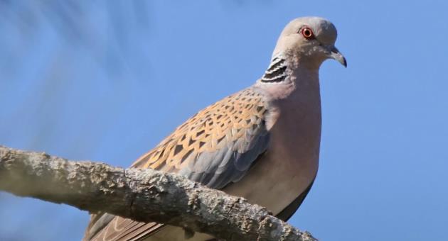 Photo: BirdLife