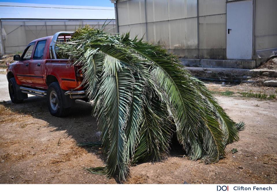 Government distributes palm fronds to fisherman for the lampuki season
