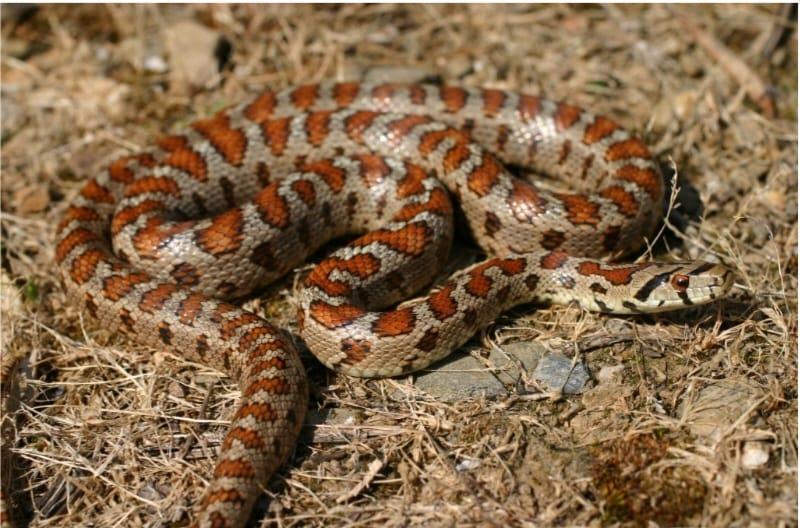 Malta has become ‘a paradise for most pest species’, pest control ...