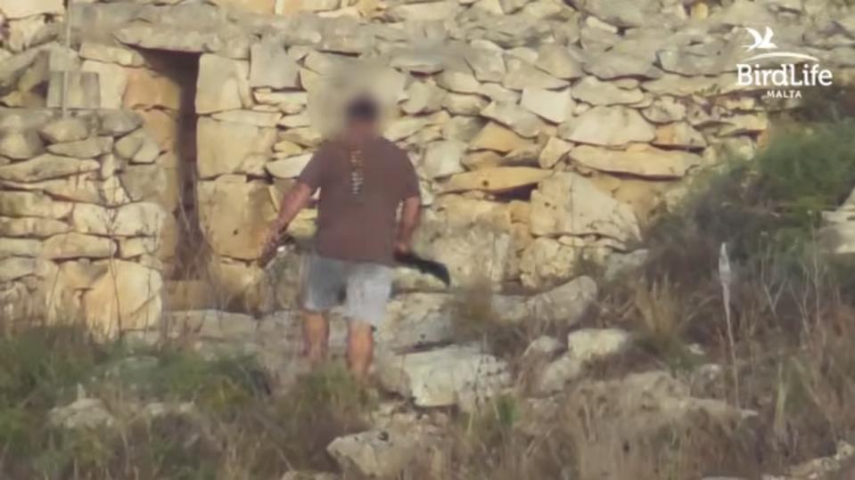 Hunter apprehended after protected Common Kestrel killed at Ħal Farruġ - BirdLife