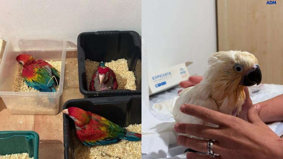 Sicilian port authorities intercept 377 exotic animals bound for Malta ...