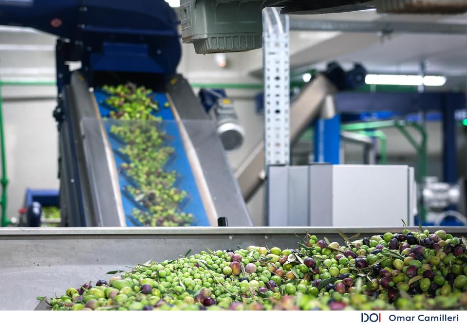 €930,000 investment to strengthen Maltese olive oil production - The ...