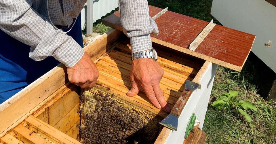 Government announces package to tackle Oriental Hornet surge and ...