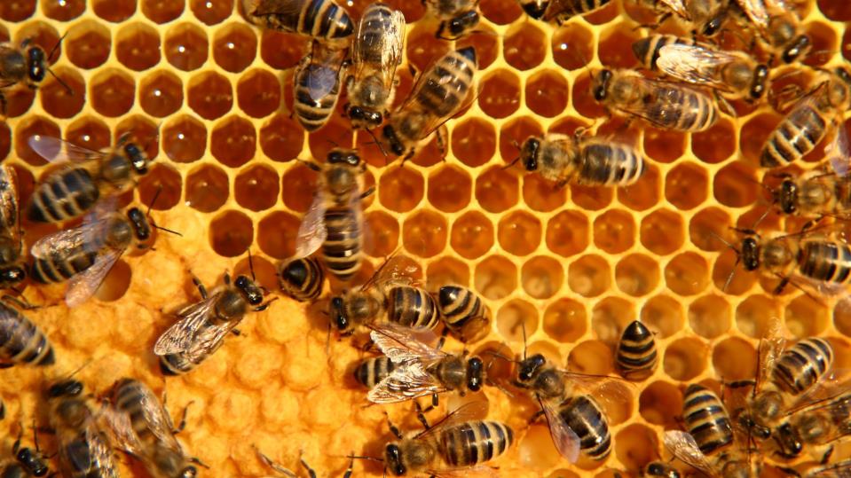 Beekeepers urge government to strengthen €1 million plan to save ...