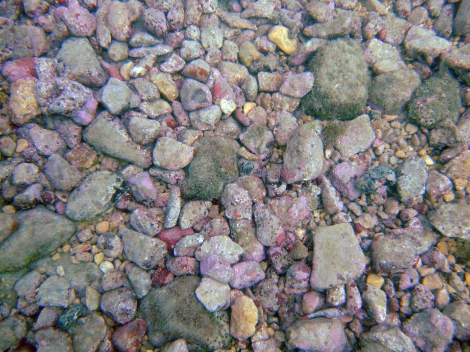 Research reveals unexpected high species diversity in shallow-water ...